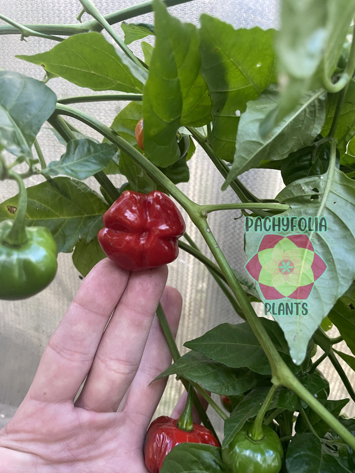 Scotch Bonnett Pepper Live Plant in 3" Starter Pot - Capsicum Chinense