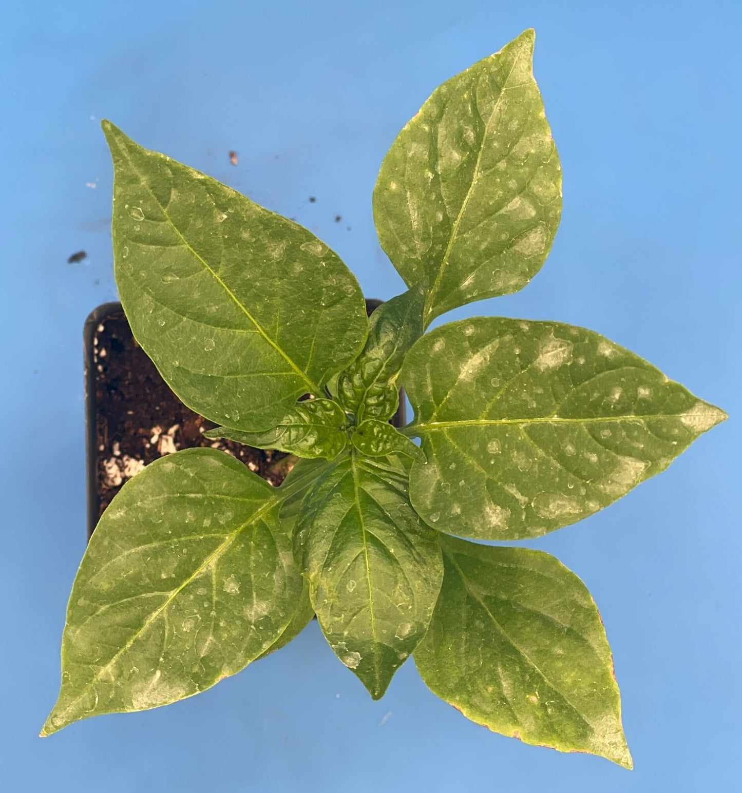 Banana Pepper Live 3" Starter Plant - Capsicum Chinense