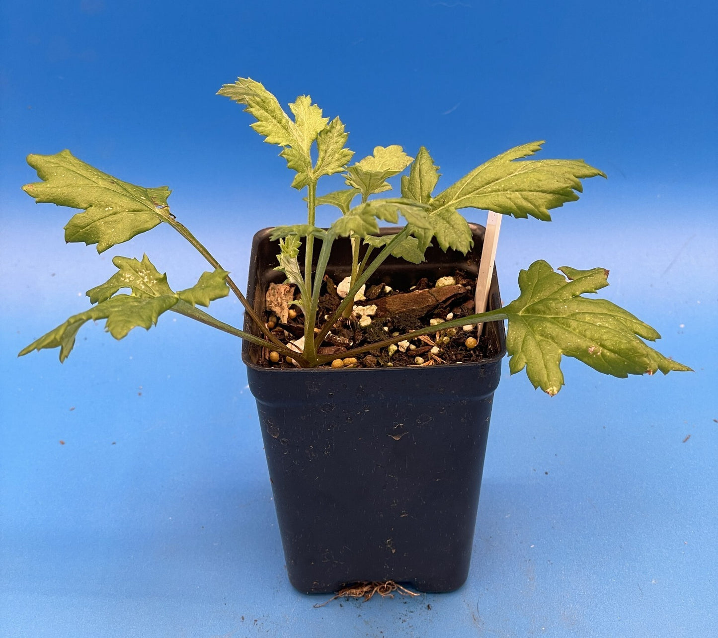 Mugwort 3" Live Starter Plant - Artemisia vulgaris