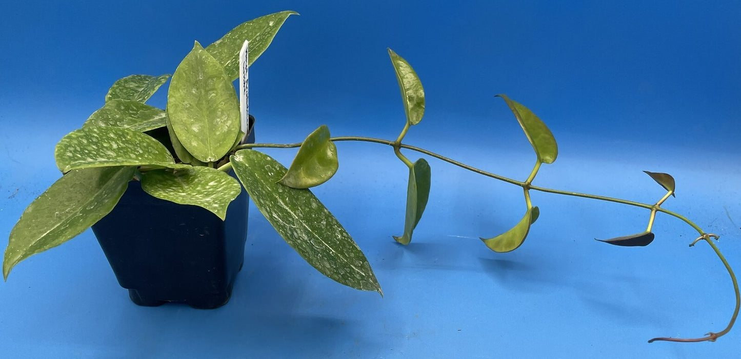 Hoya Archboldiana White Fully Rooted Grown In 3.5" pot - SO HEALTHY!