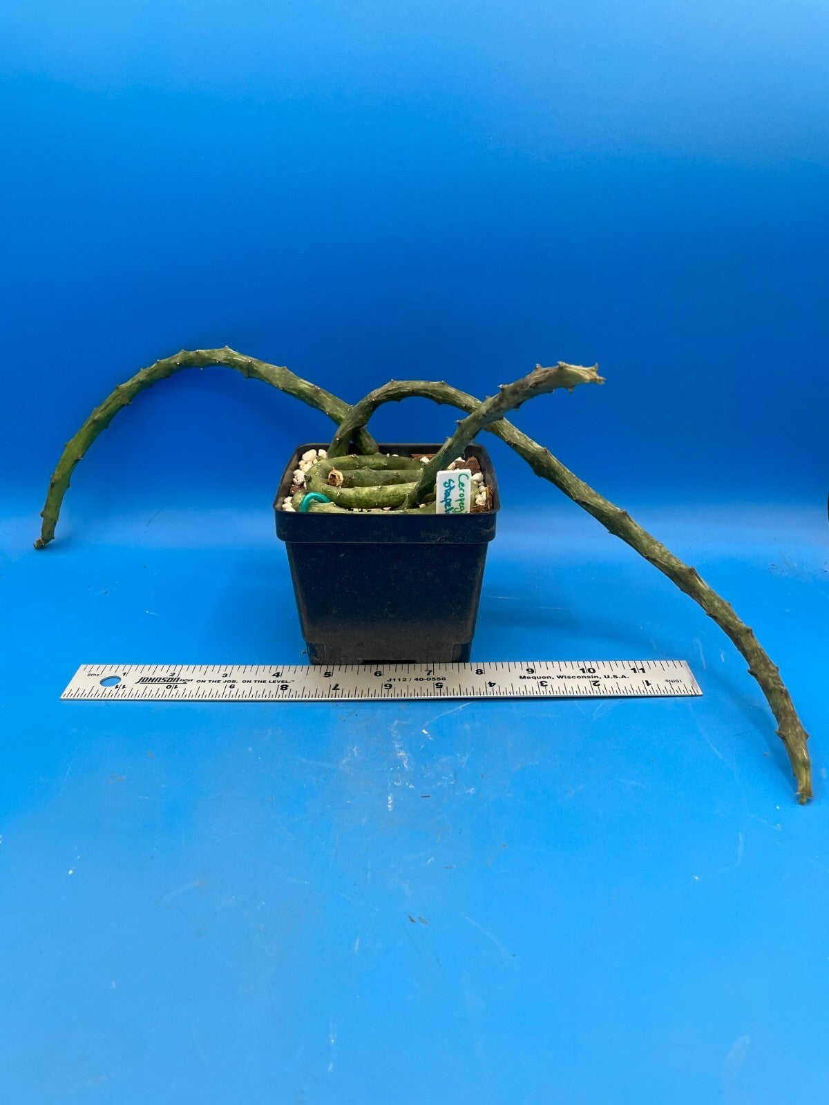 Ceropegia Stapeliformis in 4.5" Pot HUGE! Blooming Size! VERY RARE!
