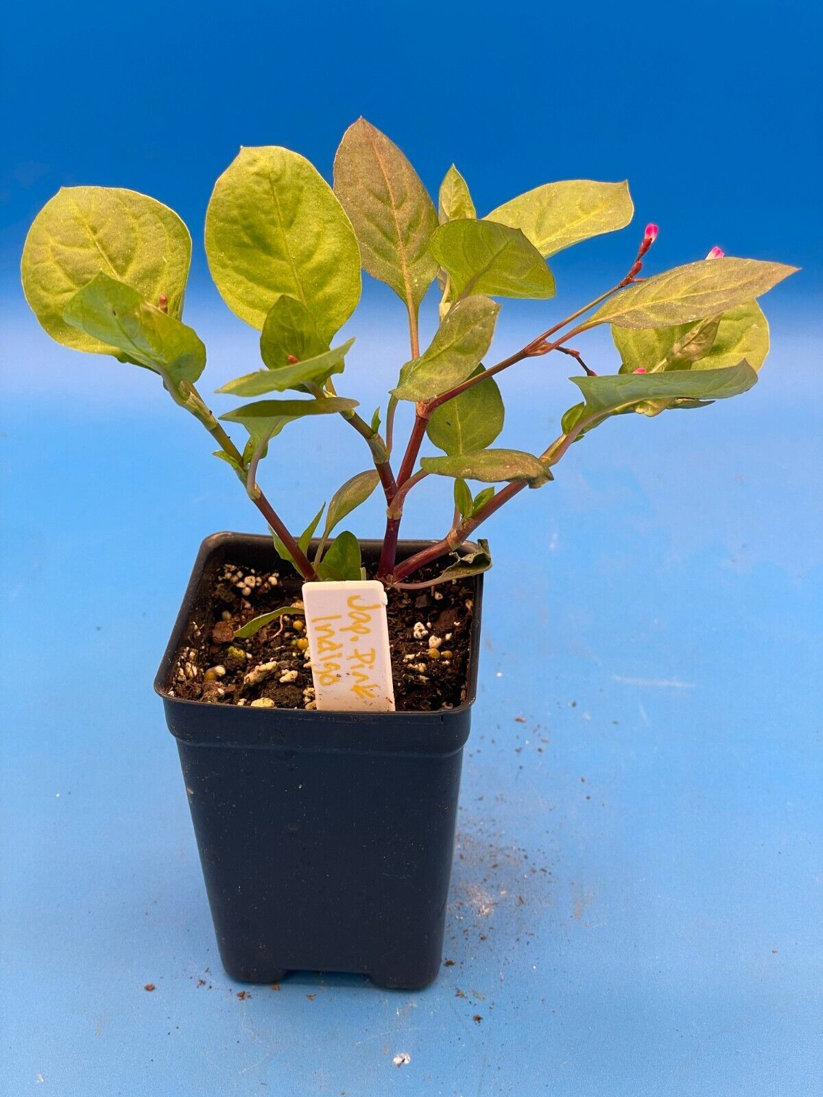 Japanese Pink Indigo Live 3" Starter Plant - Persicaria Tinctoria