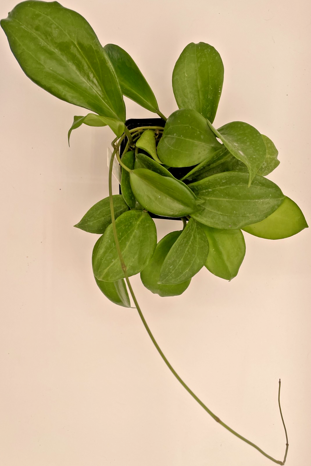Hoya pentaphlebia 3.5" pot - Big, Rooted, Very Full & HEALTHY! Fragrant Blooms!