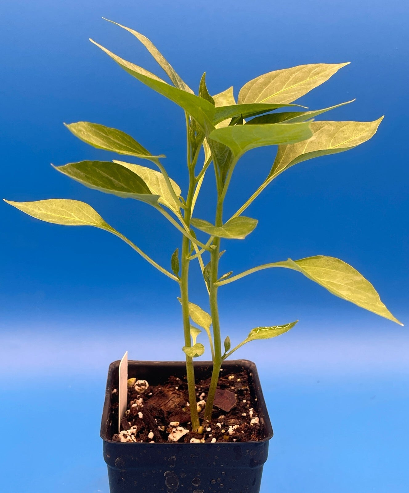 Peter Pepper Live Plant 3" Starter Pot - Capsicum Annuum Var Annuum