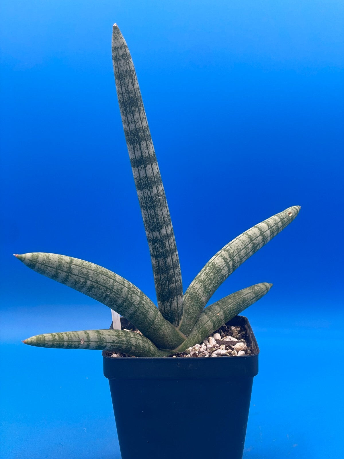 Sansevieria Cylindrica patula Boncel - Ships in 3.5" Pot - Mother in Laws Tongue
