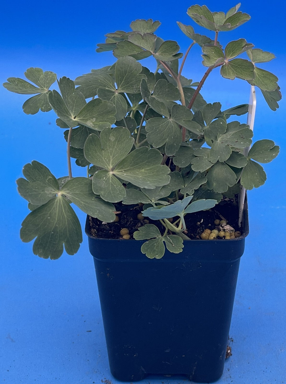 Eastern Red Columbine Live Plant 3" Starter Pot - Aquilegia Canadensis