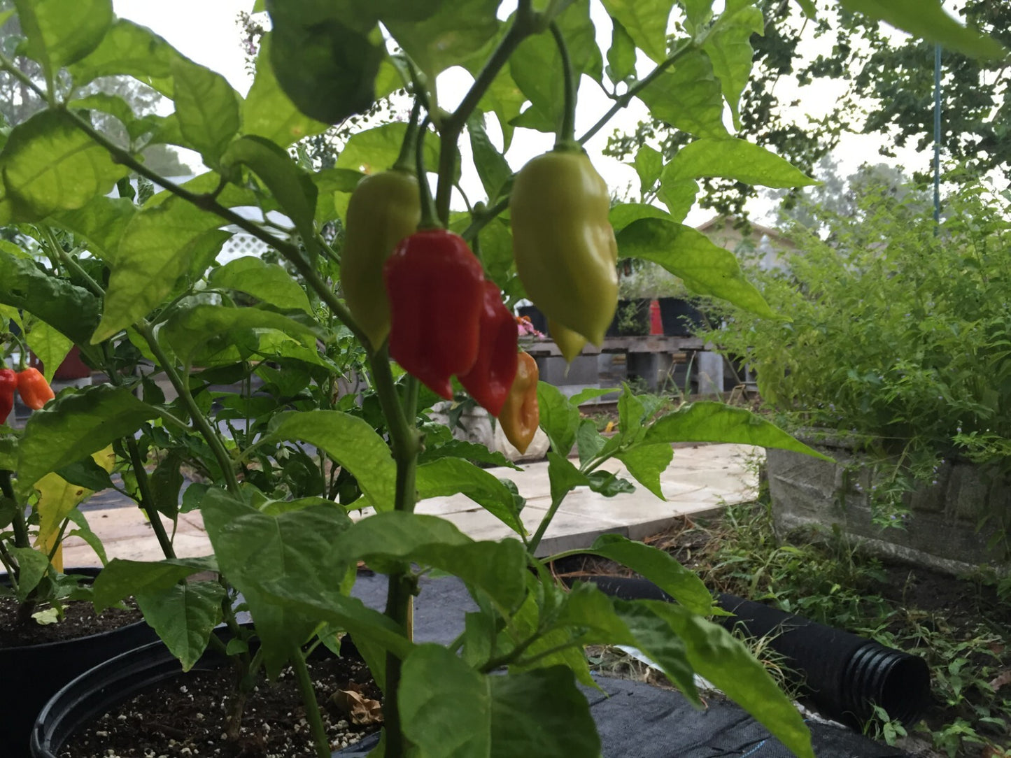 Sweet Datil Pepper Live 3" Starter Plant - Capsicum Chinense - Mild & Fruity!!!