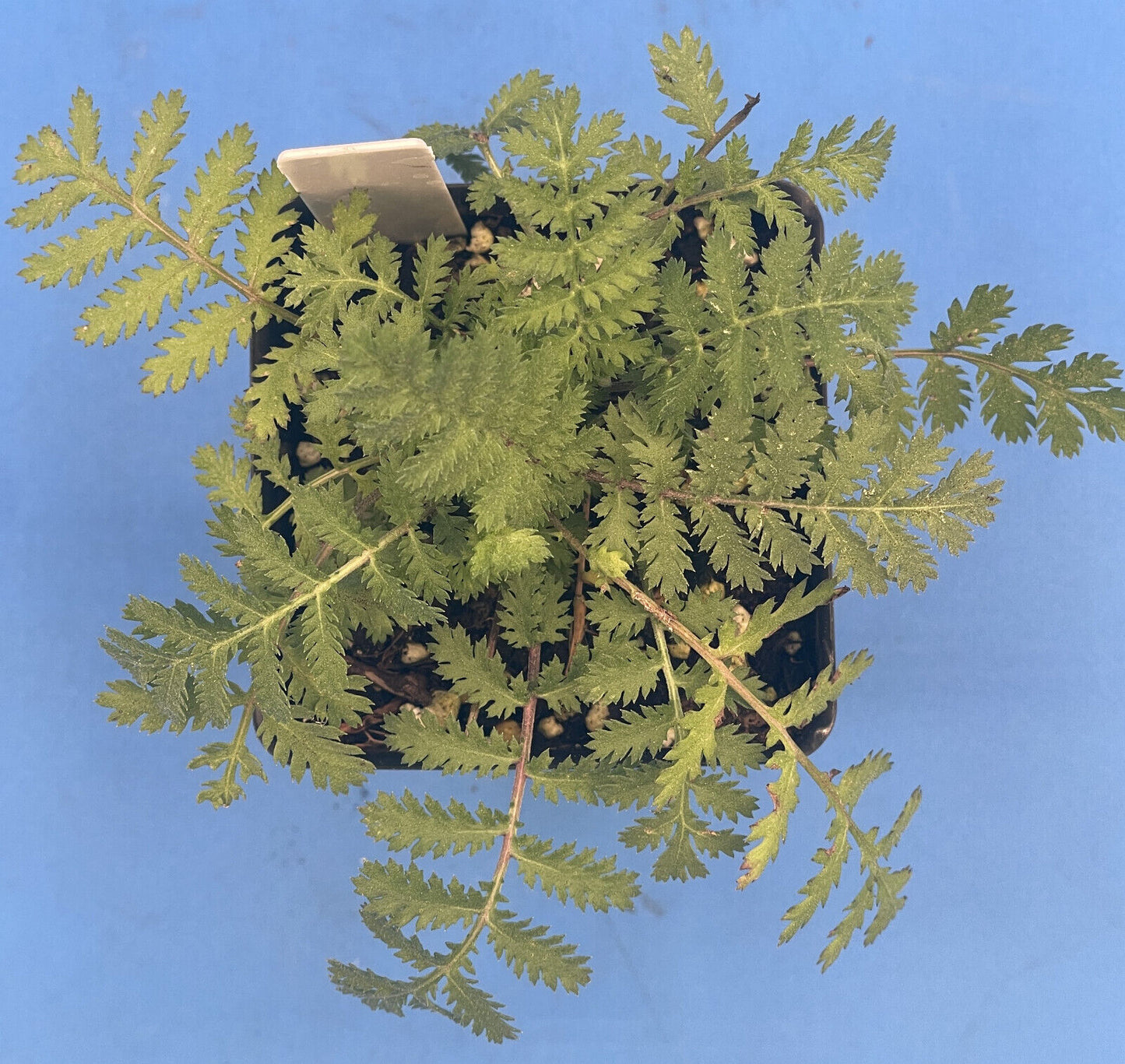 Tansy Live Plant 3" Starter Pot - Tanacetum vulgare