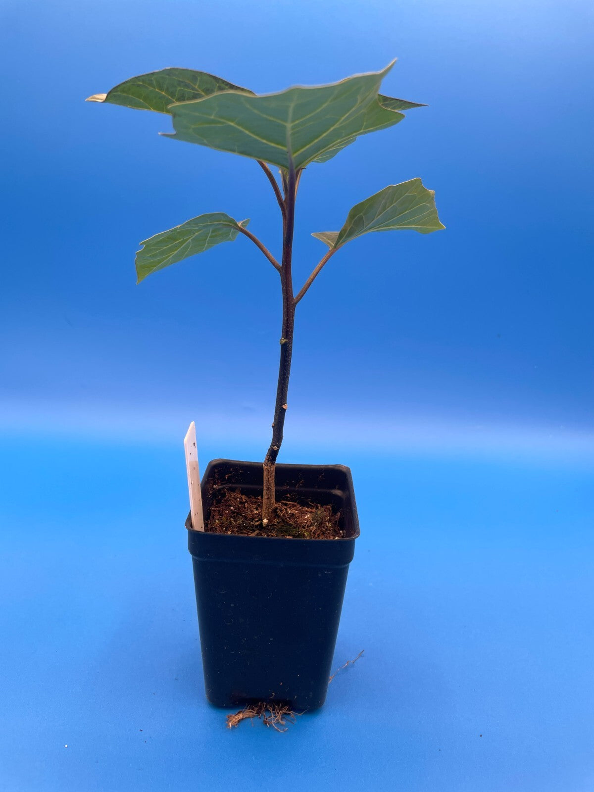 Devil’s Trumpet Live Plant 3" Starter Pot - Datura Metel