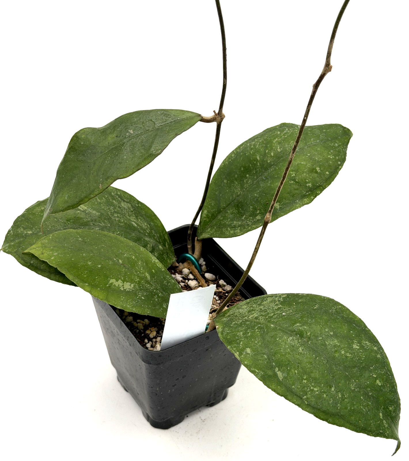 Hoya 'Chicken Farm' Rooted Grown In 3.5" pot - Can't Ship to California/Arizona