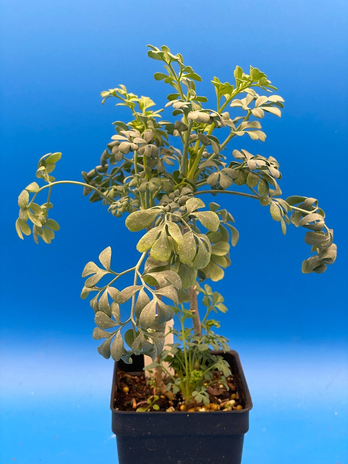 Rue Live Plant 3" Starter Pot - Ruta Graveolens