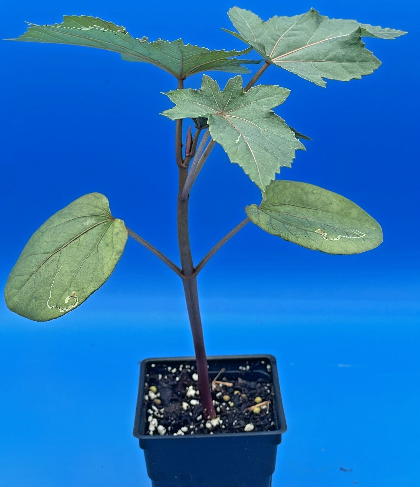 Castor, Zanzibar Red Live Plant 3" Starter Pot - R communis ‘Zanzibarensis’