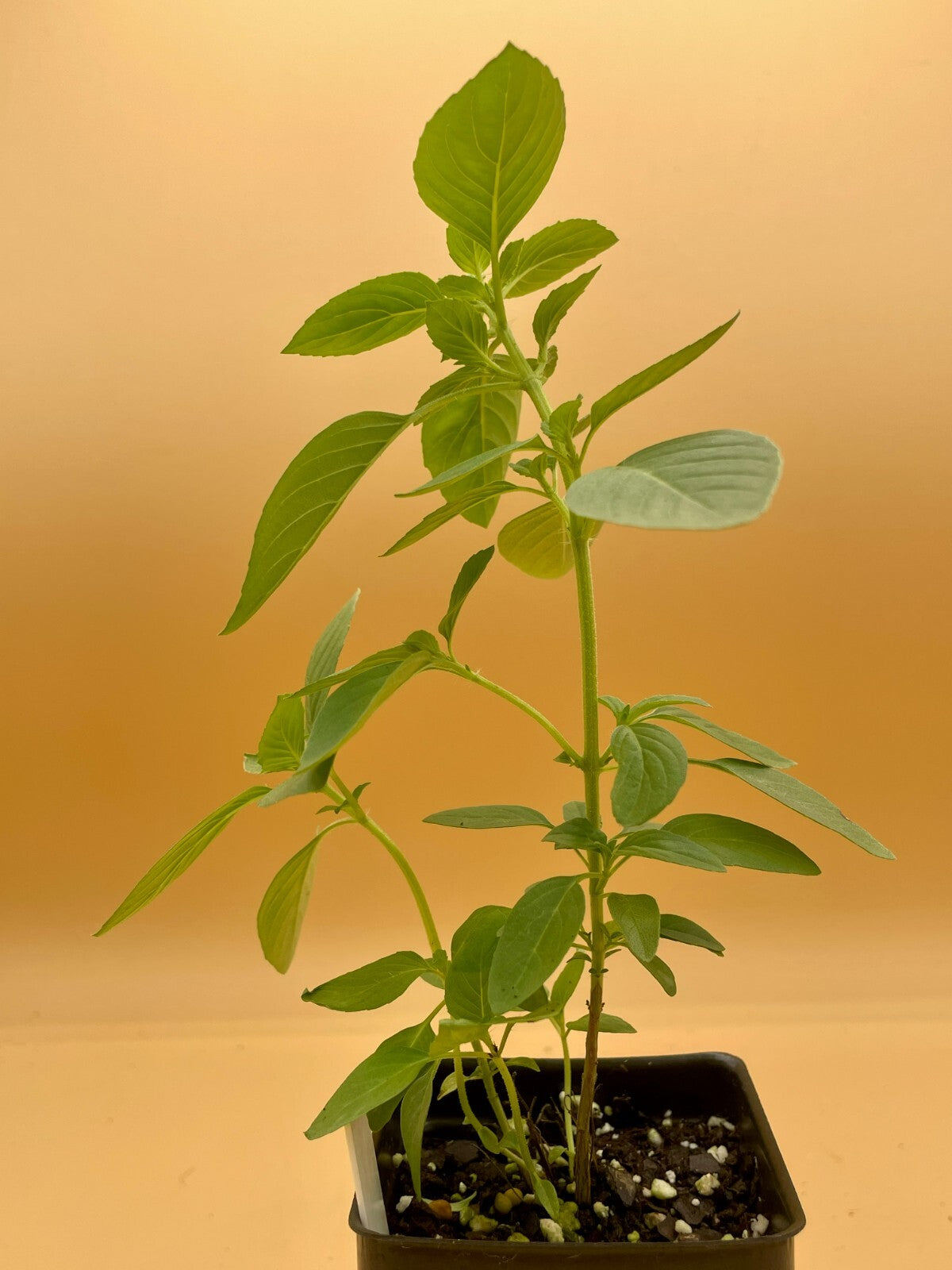 Basil ‘Kivumbasi Lime’ Live Plant 3" Starter Pot - Ocimum canum