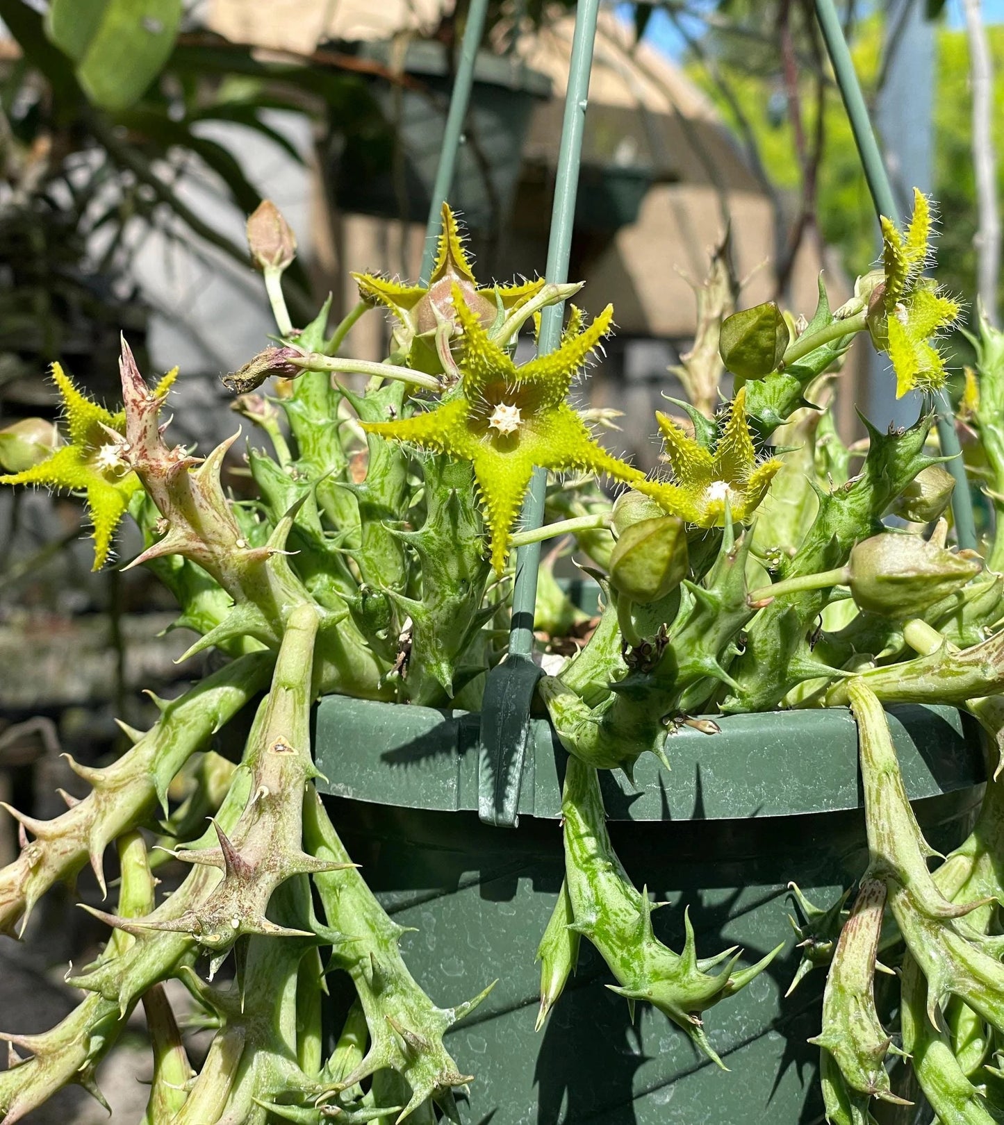 Orbea Dummeri Live Plant In 3.5" Pot - WELL ROOTED RARE! - Super Healthy!!!