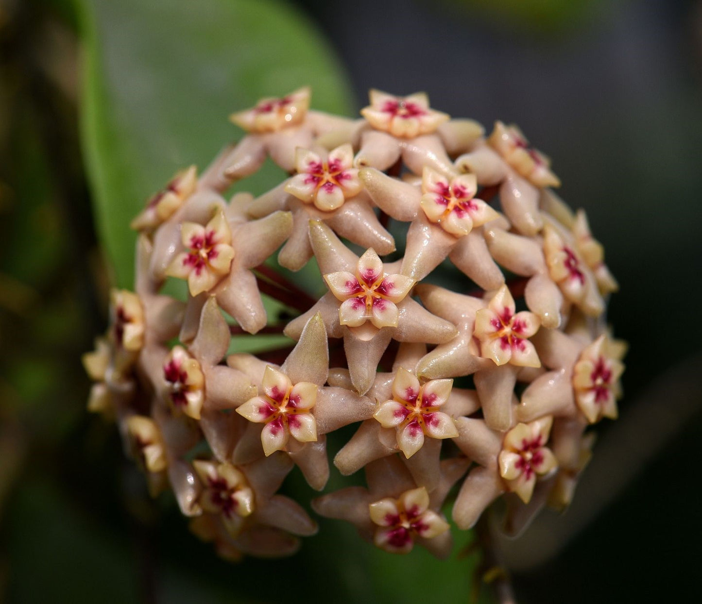 Hoya Limoniaca RARE! Rooted, Mature & Well Grown in 3.5" pot