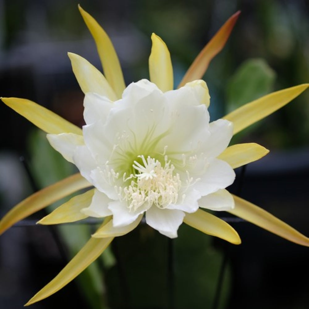 Epiphyllum 'Admiral Togo' - Rooted 3" Starter Pot - Orchid Cactus
