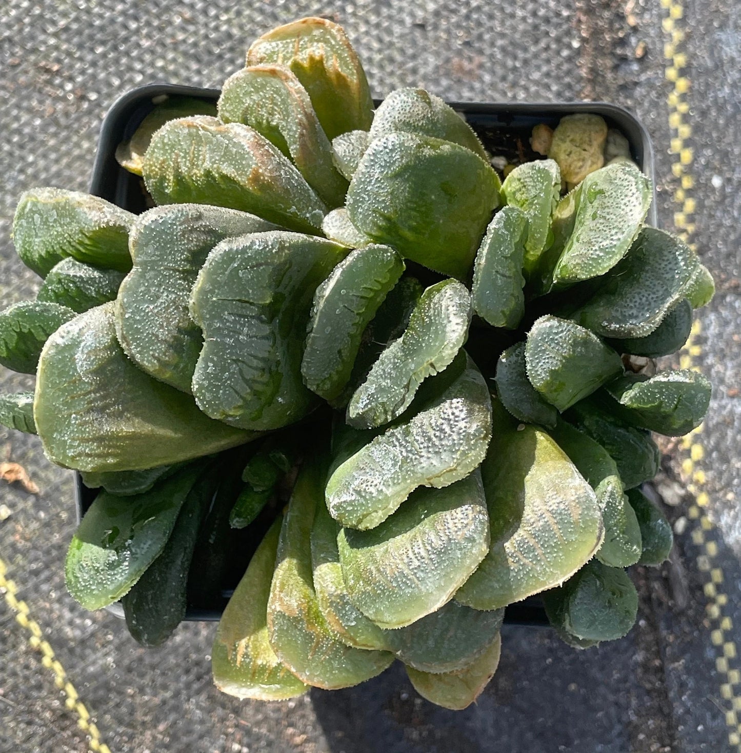 Haworthia maughanii x truncata Grown In 3.5" Pot HUGE! Lots of pups! No Shipping To California Or Arizona!
