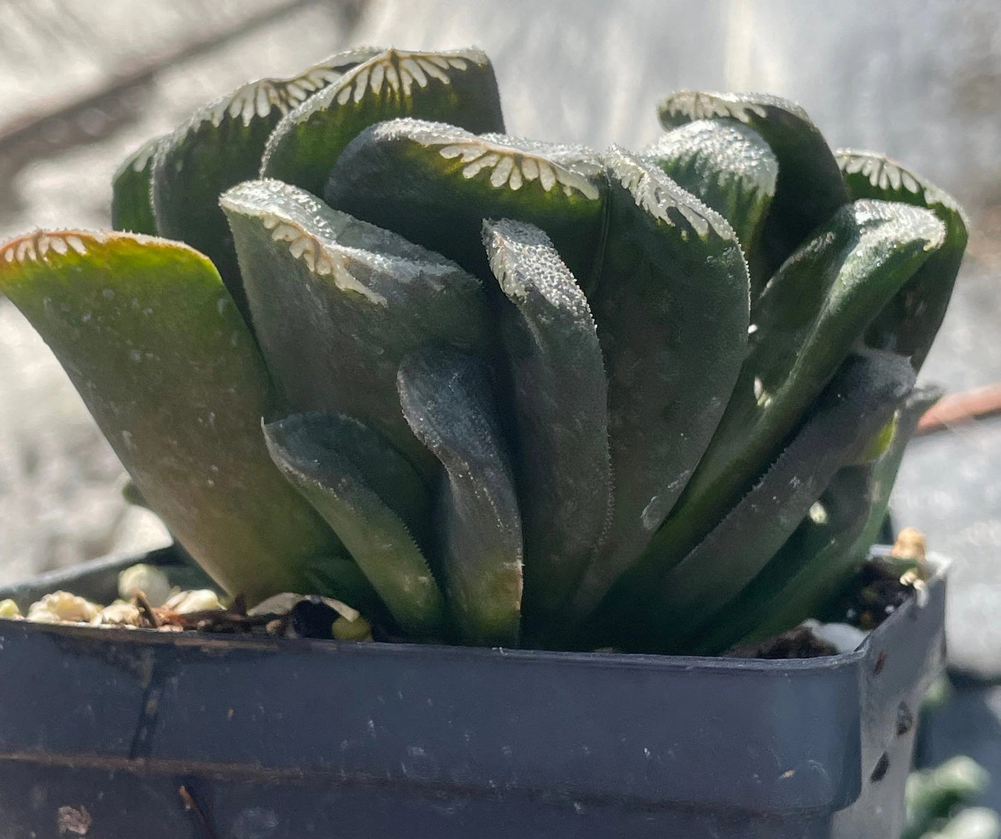 Haworthia maughanii x truncata Grown In 3.5" Pot HUGE! Lots of pups! No Shipping To California Or Arizona!