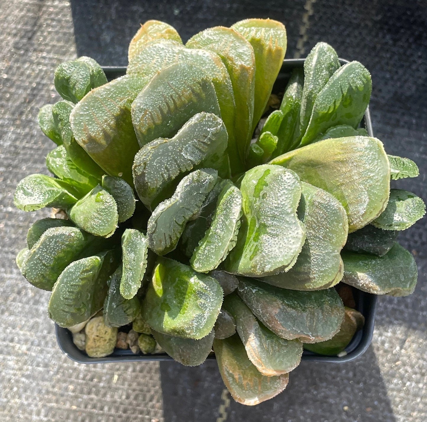 Haworthia maughanii x truncata Grown In 3.5" Pot HUGE! Lots of pups! No Shipping To California Or Arizona!