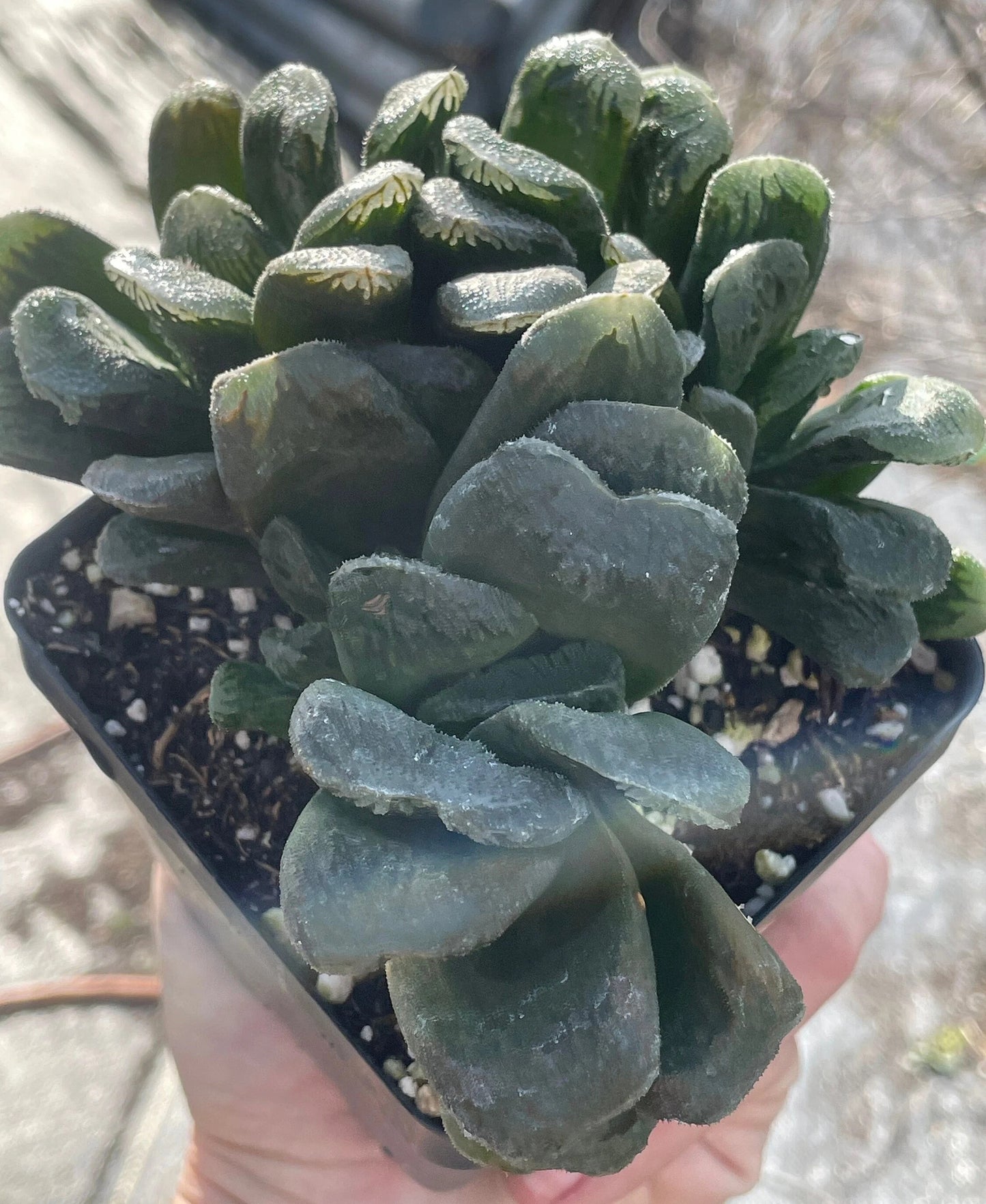 Haworthia maughanii x truncata Grown In 3.5" Pot HUGE! Lots of pups! No Shipping To California Or Arizona!