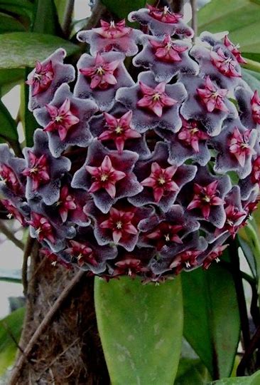 Hoya Publicalyx Royal Hawaiian Purple Fully Rooted Grown In 3.5