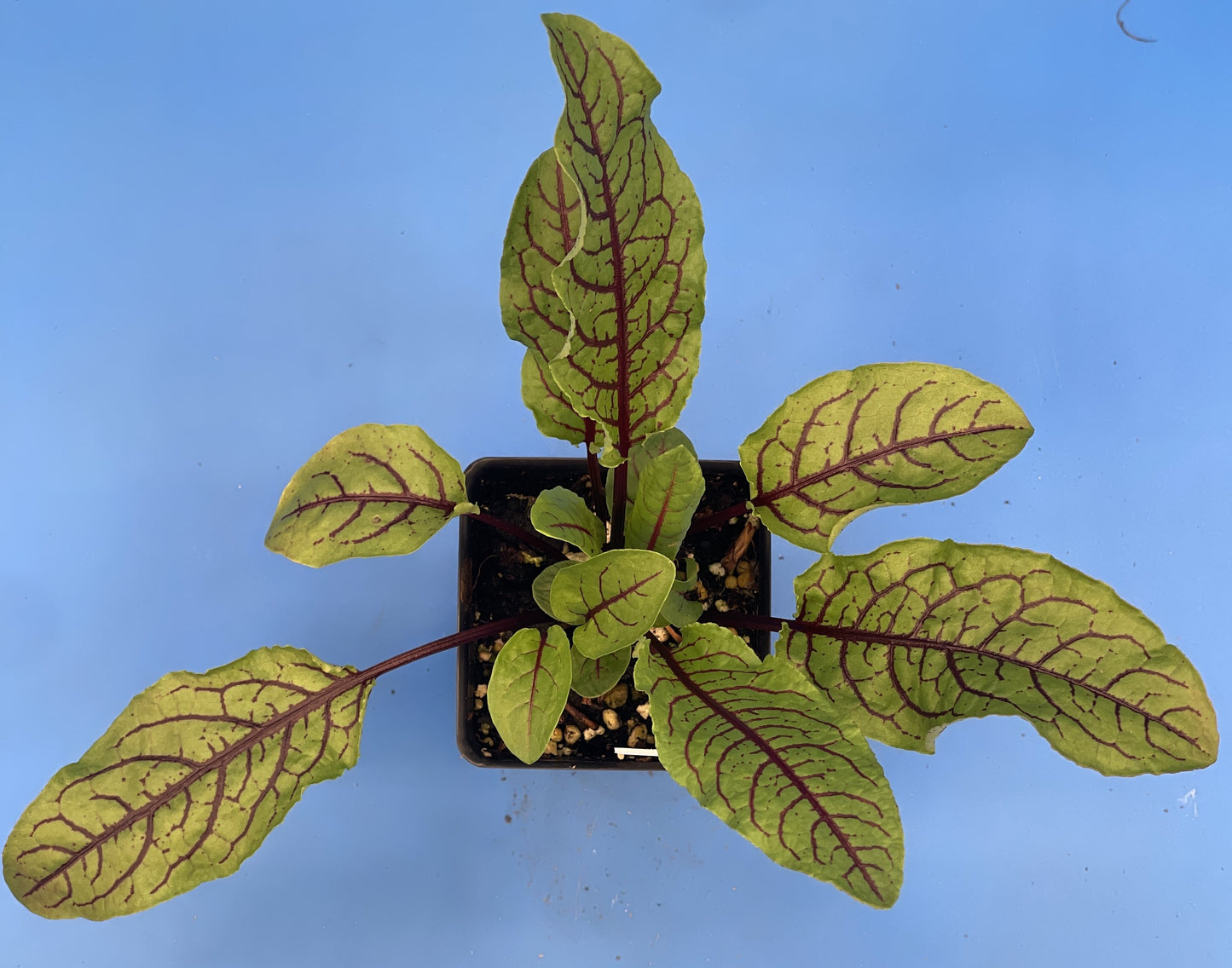 Red Veined Sorrel - 3" Starter Pot - Rumex sanguineus - Bloody Dock