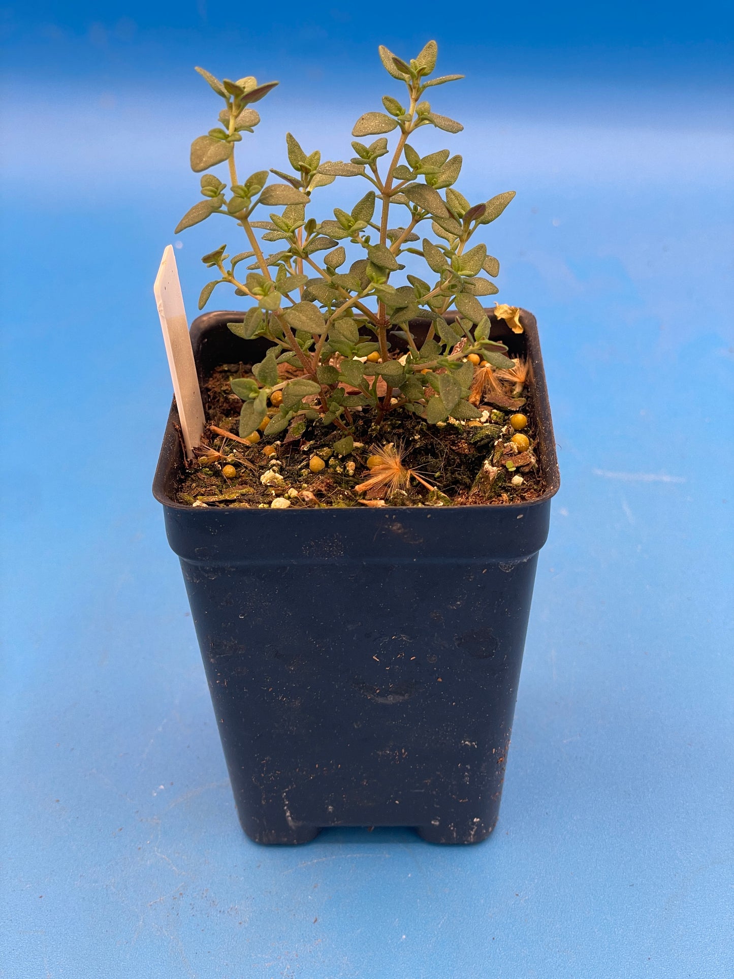 Orange Thyme Live 3" Starter Plant - Thymus Fragrantissimus