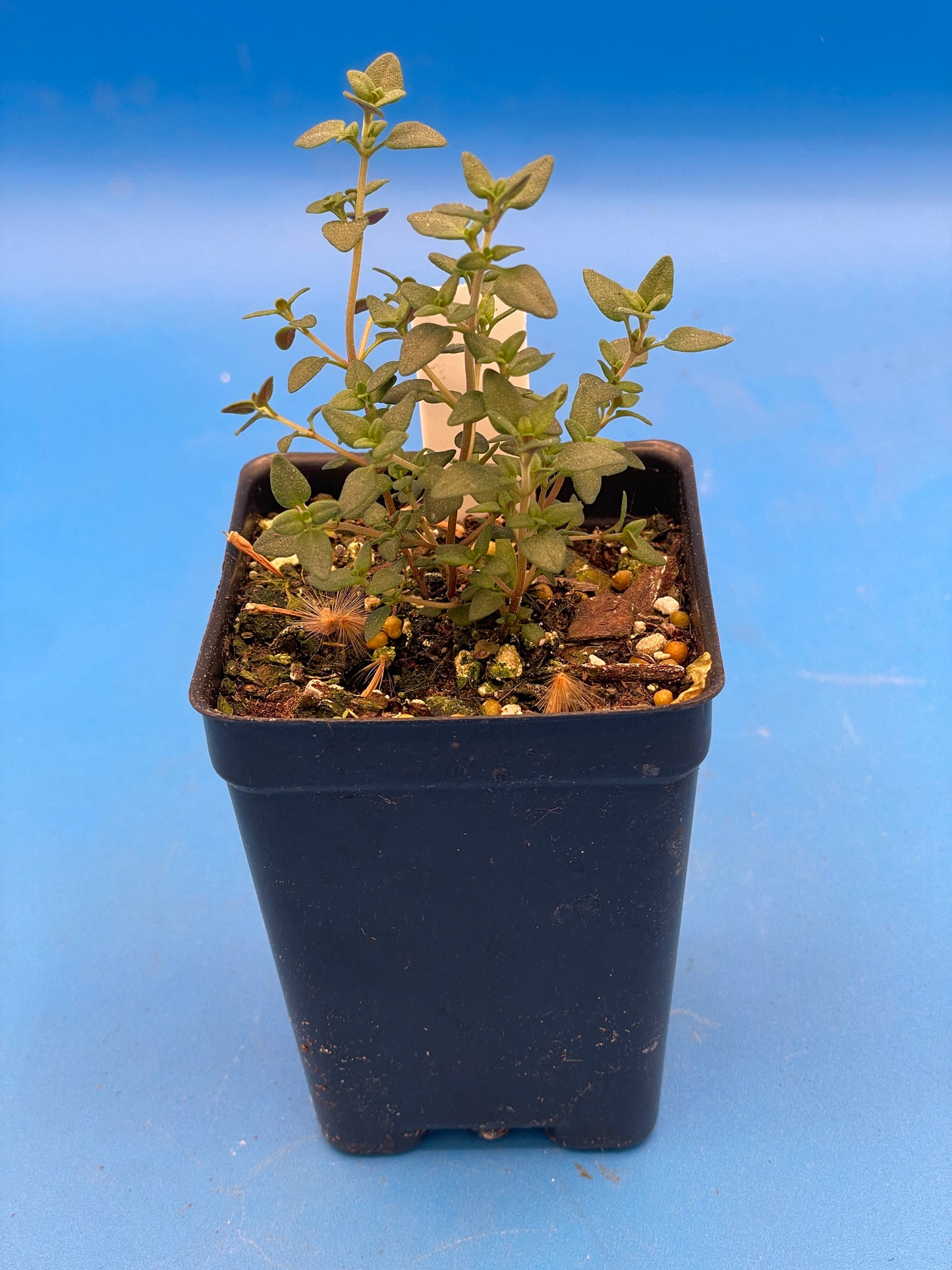 Orange Thyme Live 3" Starter Plant - Thymus Fragrantissimus