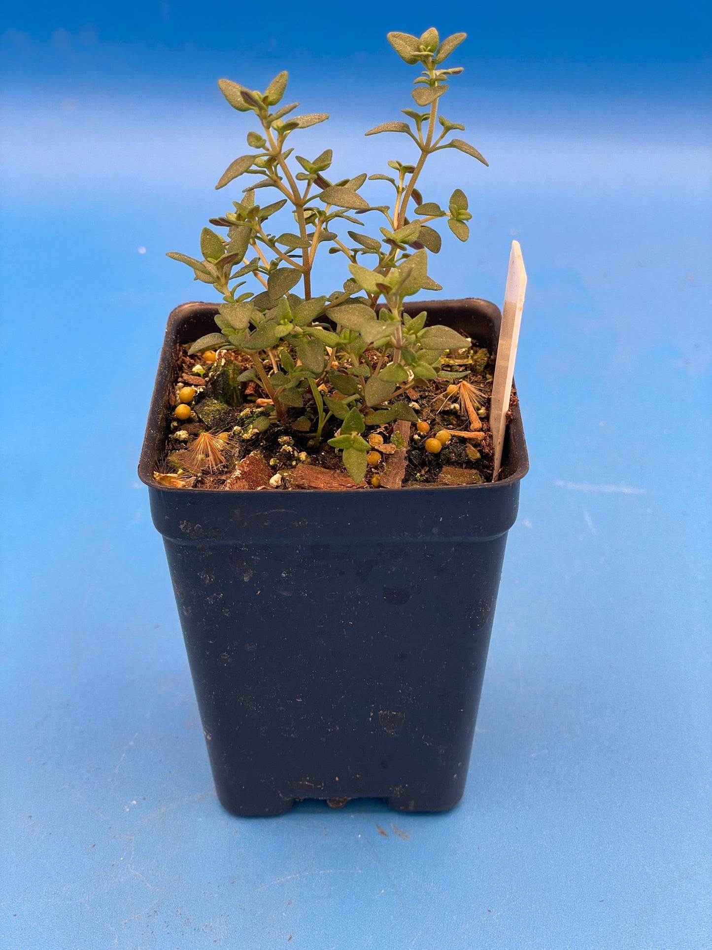 Orange Thyme Live 3" Starter Plant - Thymus Fragrantissimus