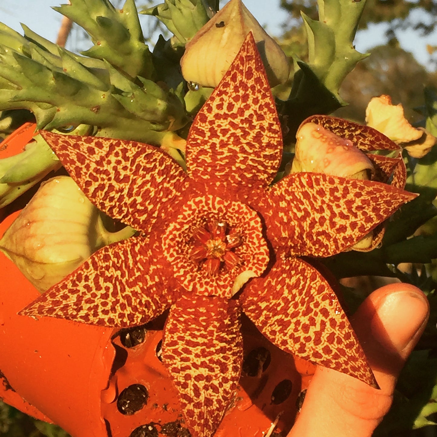 Orbea Lepida 3.5 Inch Potted Plant - WELL ROOTED - Stapelia Lepida