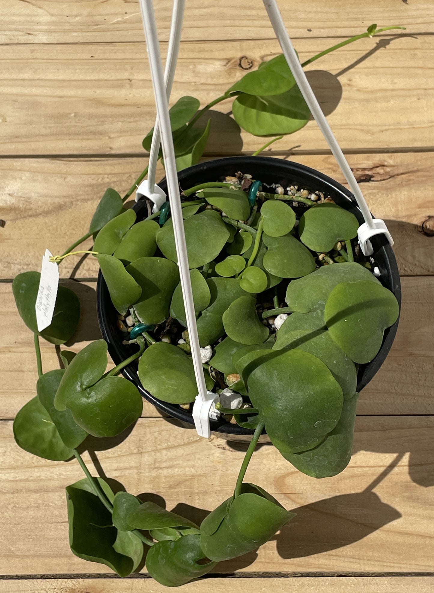 Dischidia Platyphylla - Grown In 6” Hanging Pot - Super Healthy!