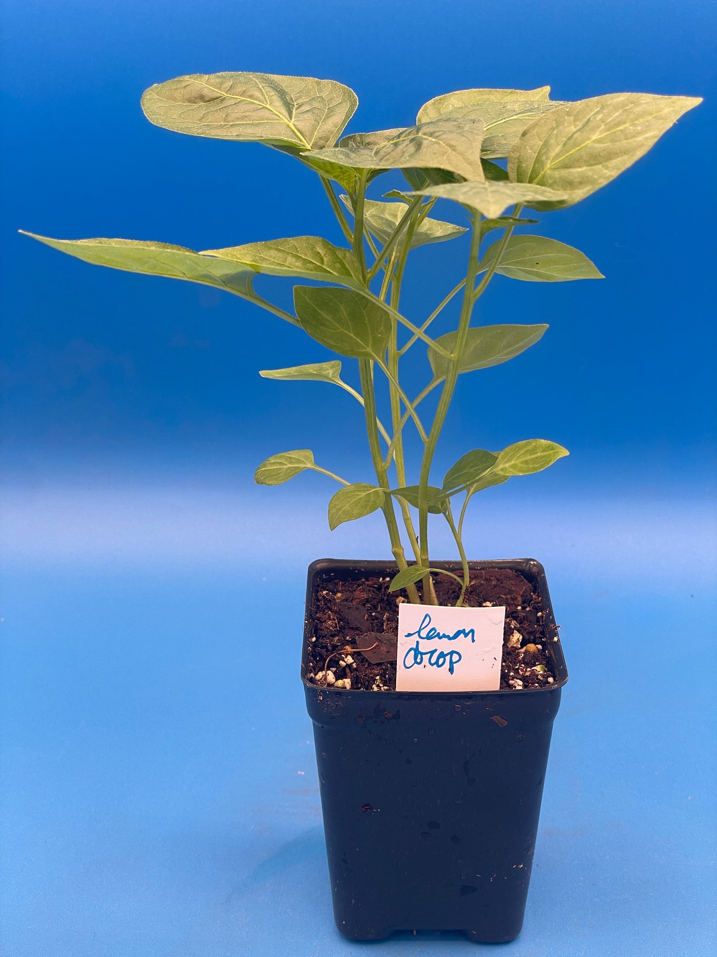 Lemon Drop Pepper 3" Live Starter Plant - AKA Ají Limón - Capsicum Baccatum - No Shipping To California or Arizona (Copy)