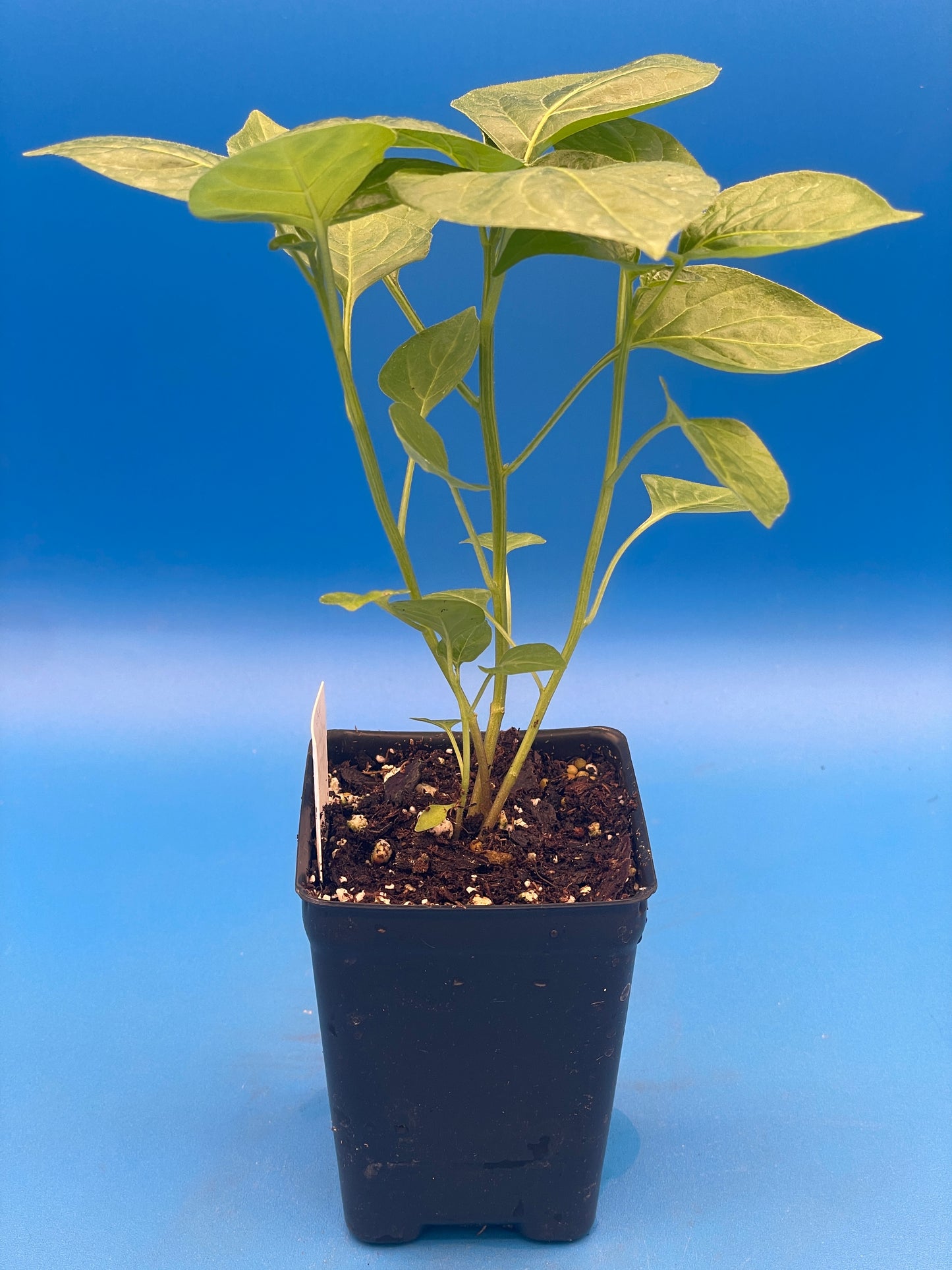 Lemon Drop Pepper 3" Live Starter Plant - AKA Ají Limón - Capsicum Baccatum - No Shipping To California or Arizona (Copy)