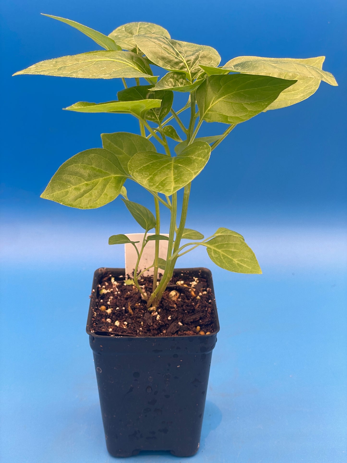 Lemon Drop Pepper 3" Live Starter Plant - AKA Ají Limón - Capsicum Baccatum - No Shipping To California or Arizona (Copy)