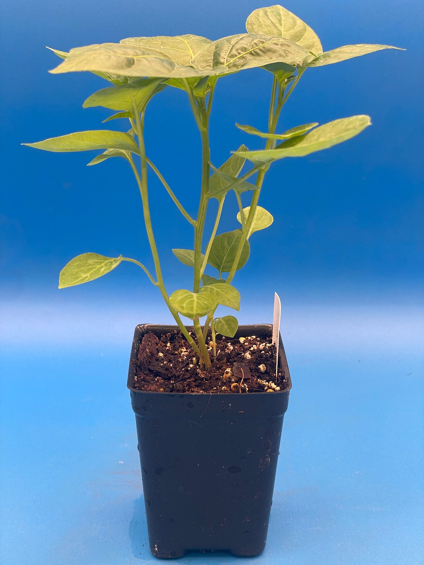 Lemon Drop Pepper 3" Live Starter Plant - AKA Ají Limón - Capsicum Baccatum - No Shipping To California or Arizona (Copy)