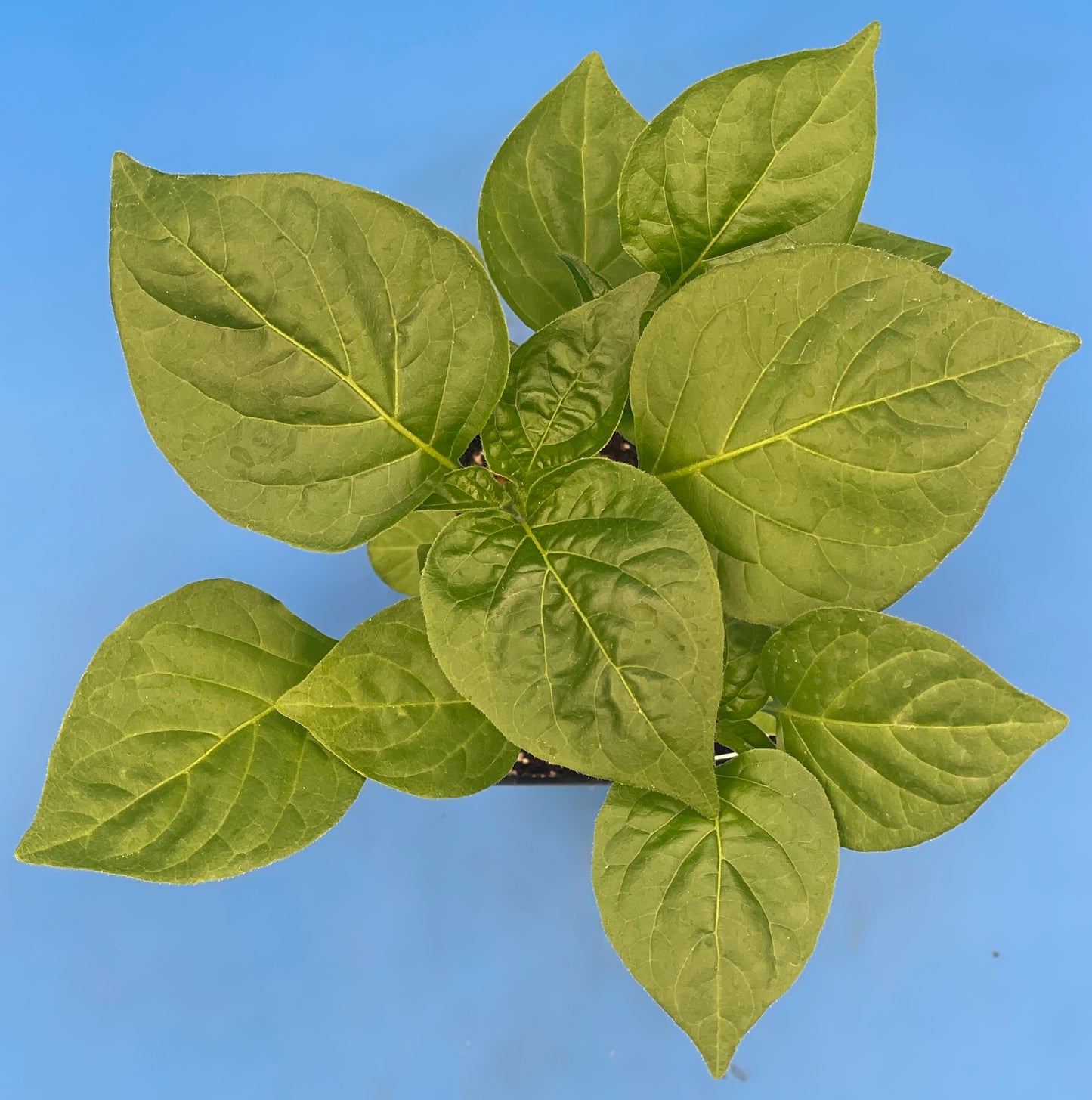 Lemon Drop Pepper 3" Live Starter Plant - AKA Ají Limón - Capsicum Baccatum - No Shipping To California or Arizona (Copy)