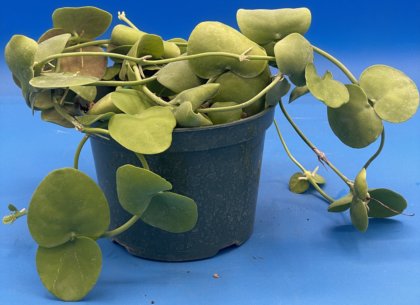 Dischidia Platyphylla Ships With 5.5” Pot - Well Rooted and Super Healthy! (1)