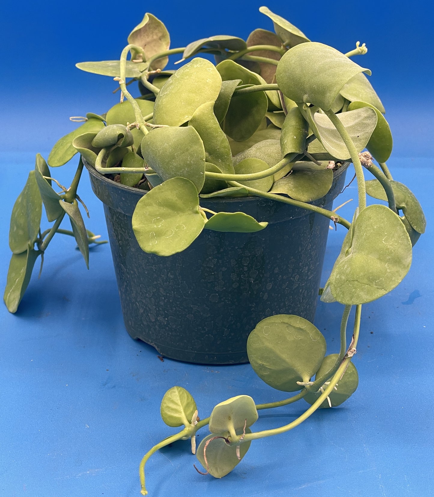 Dischidia Platyphylla Ships With 5.5” Pot - Well Rooted and Super Healthy! (1)