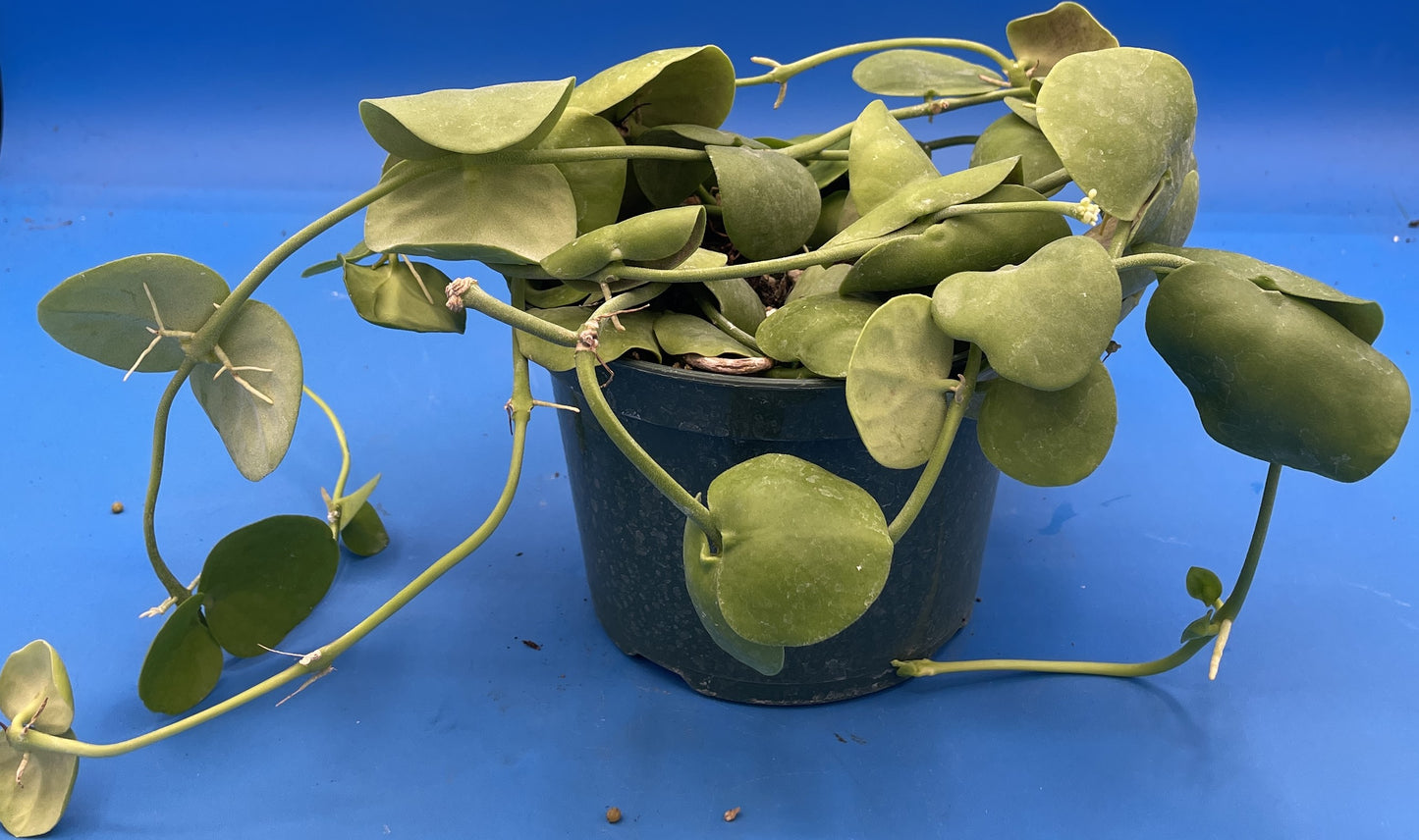 Dischidia Platyphylla Ships With 5.5” Pot - Well Rooted and Super Healthy! (1)