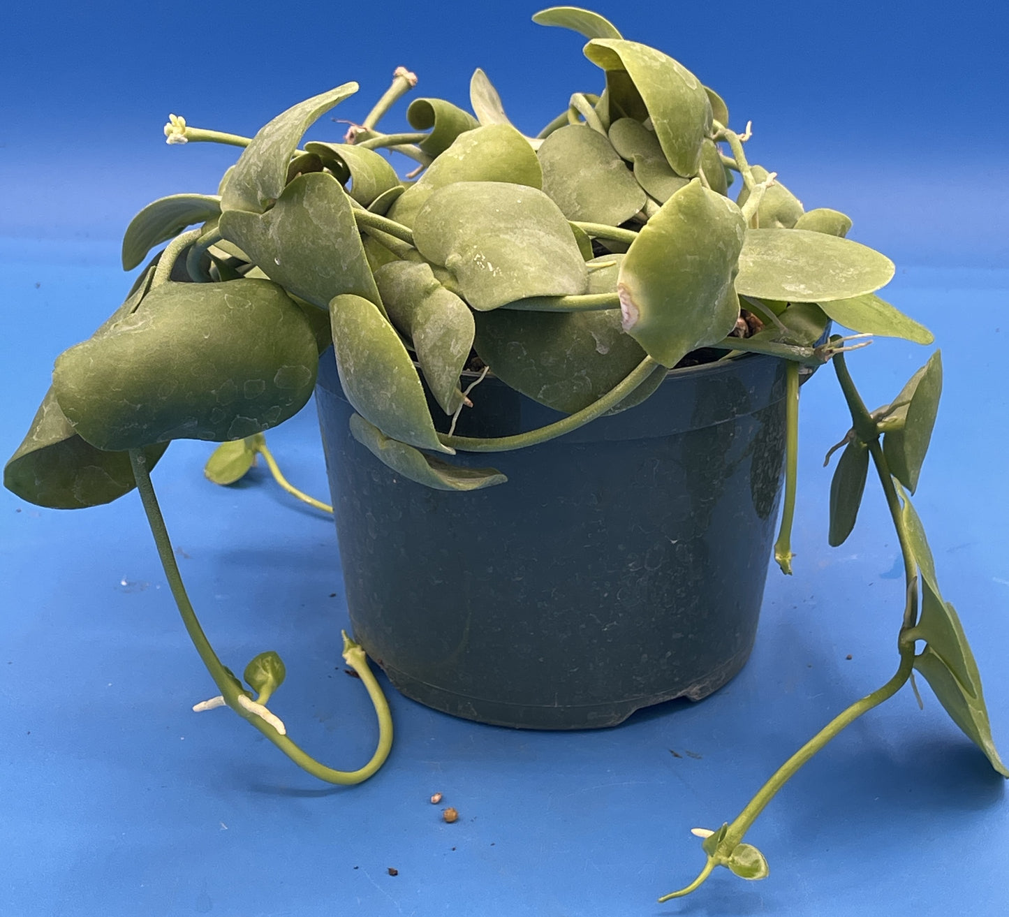 Dischidia Platyphylla Ships With 5.5” Pot - Well Rooted and Super Healthy! (1)
