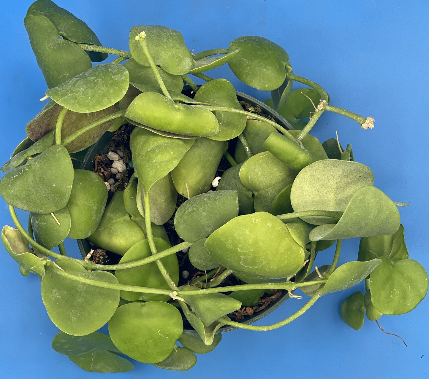 Dischidia Platyphylla Ships With 5.5” Pot - Well Rooted and Super Healthy! (1)