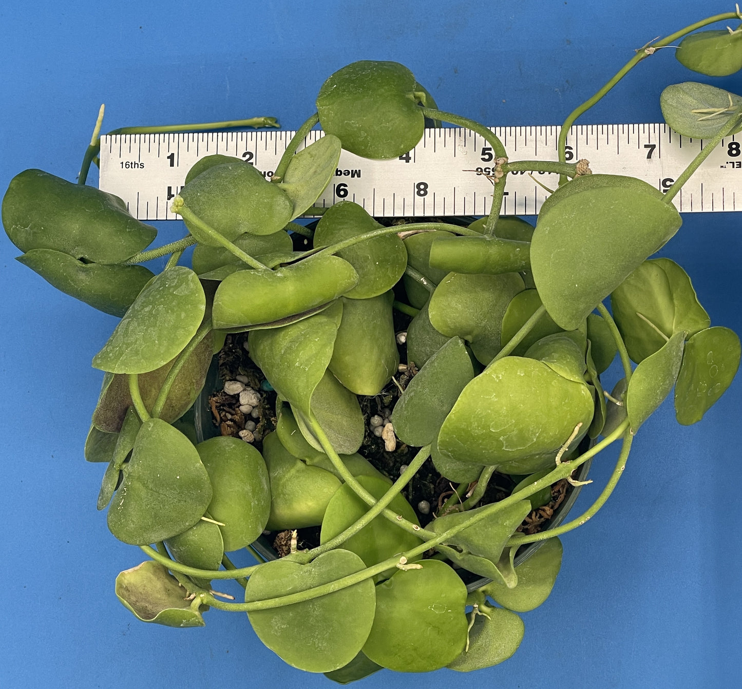 Dischidia Platyphylla Ships With 5.5” Pot - Well Rooted and Super Healthy! (1)