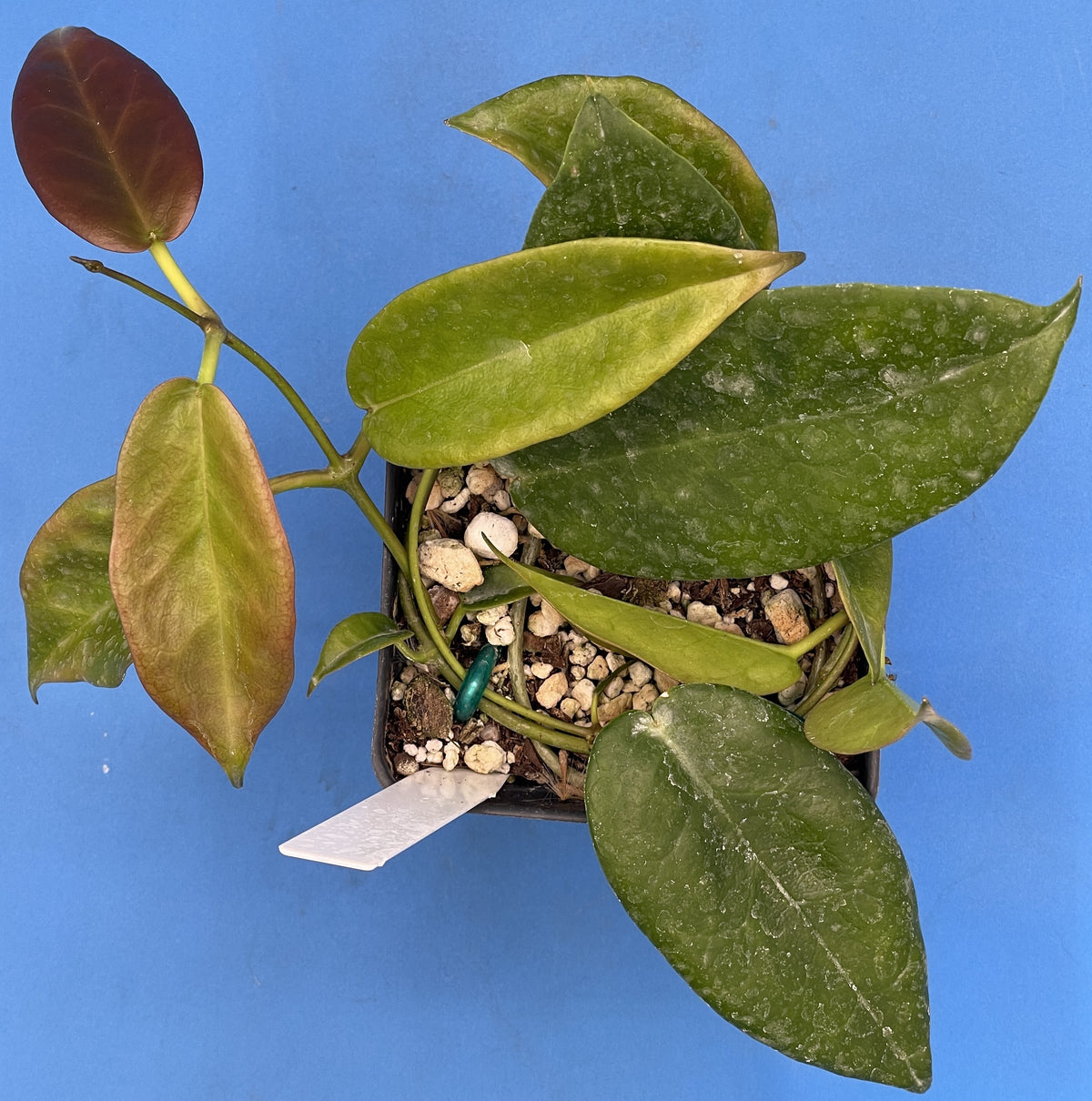 Hoya Archboldiana Pink- Rooted In 3.5" Pot- Multiple Nodes- Amazing Blooms!