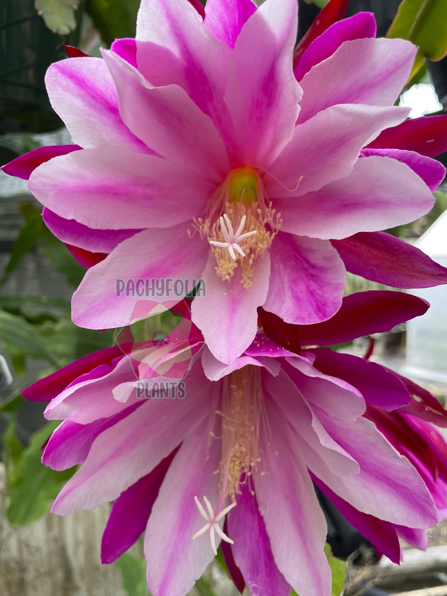 Epiphyllum 'Trapeze' - Rooted 3" Starter Pot - Orchid Cactus