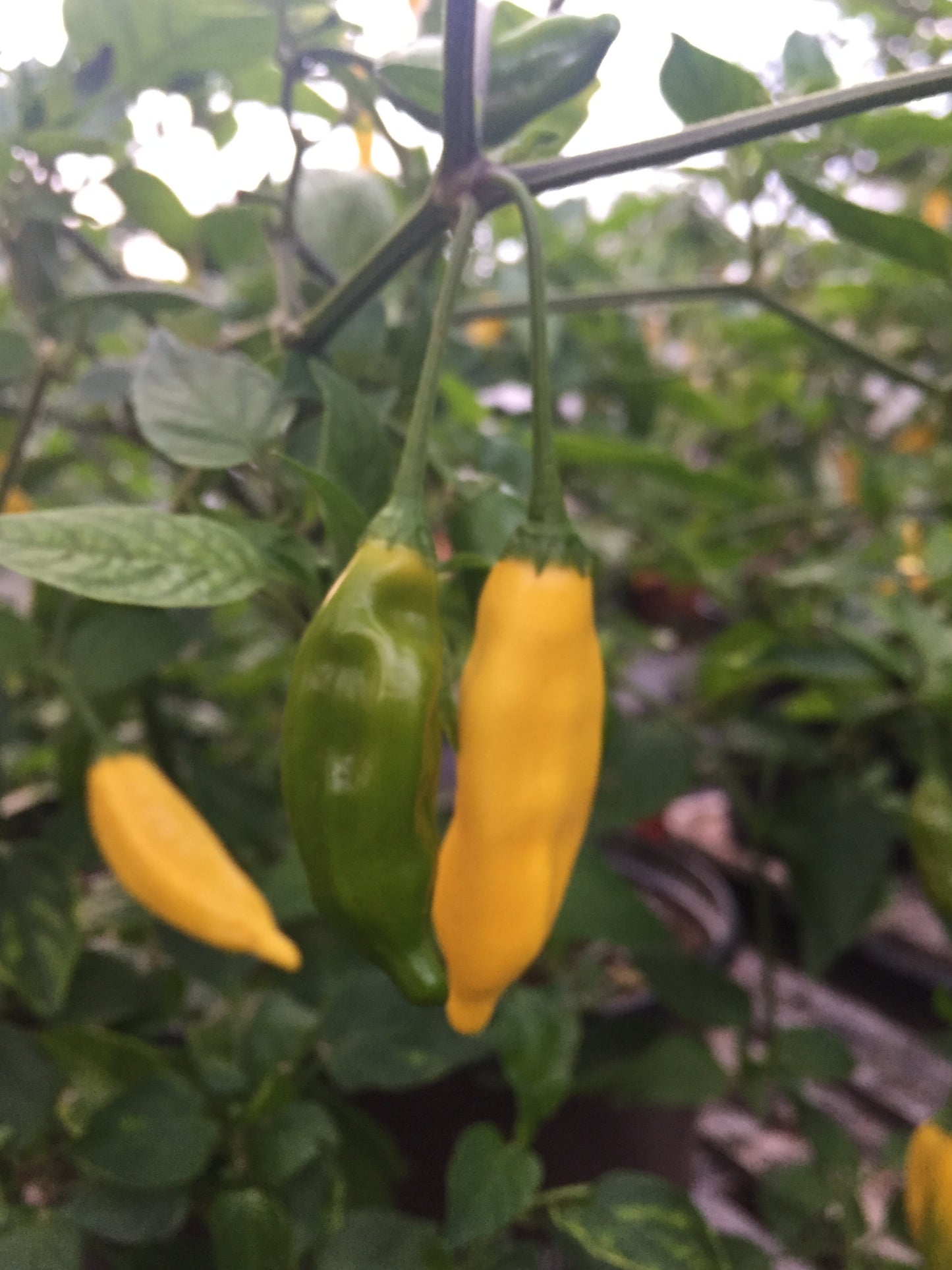 Lemon Drop Pepper 3" Live Starter Plant - AKA Ají Limón - Capsicum Baccatum - No Shipping To California or Arizona (Copy)