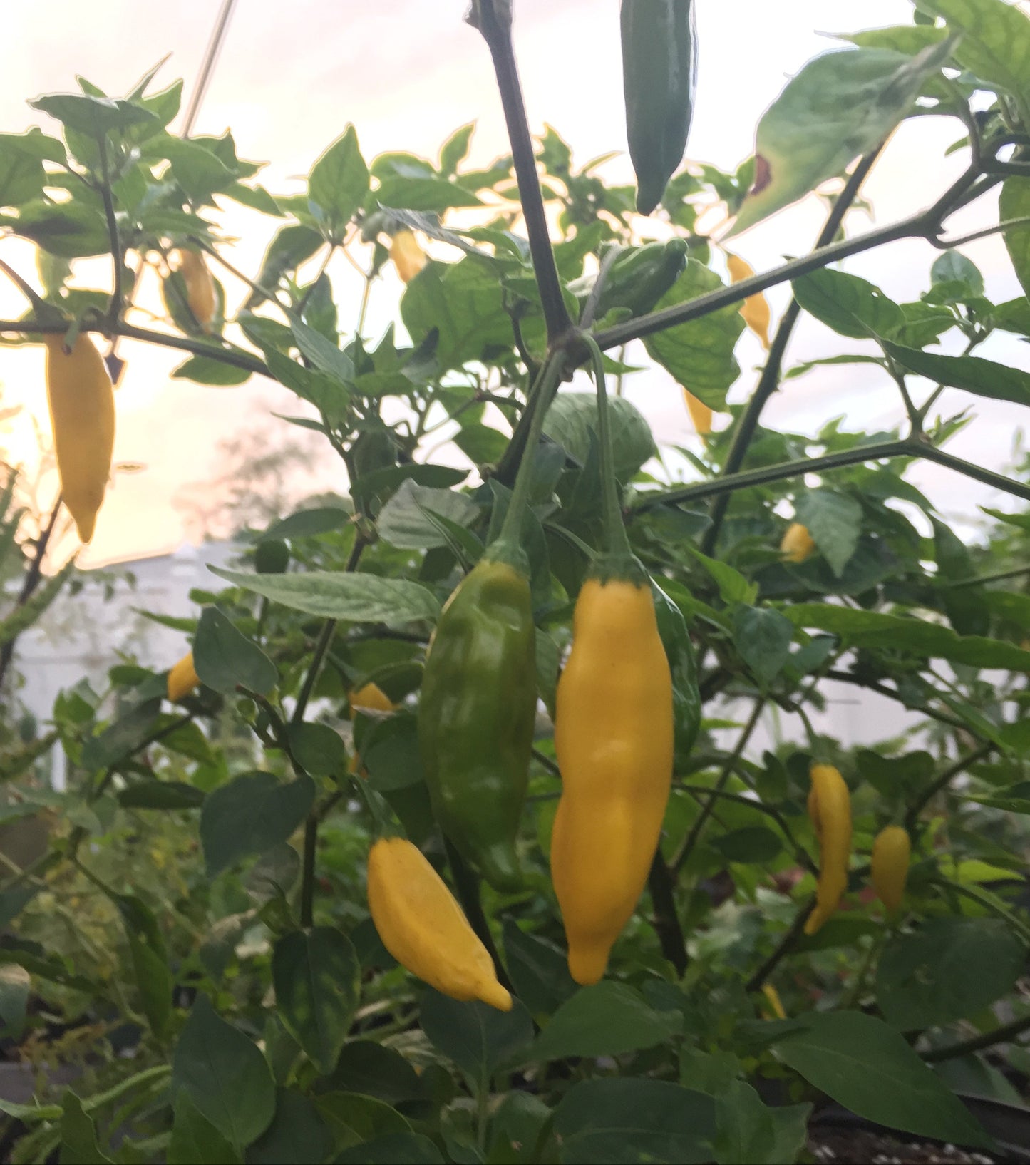 Lemon Drop Pepper 3" Live Starter Plant - AKA Ají Limón - Capsicum Baccatum - No Shipping To California or Arizona (Copy)