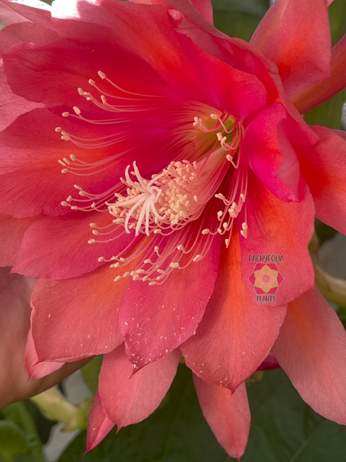 Epiphyllum Hybrid 'Bacchus' Fully-Rooted Starter Pot - Grown In 3" Pot