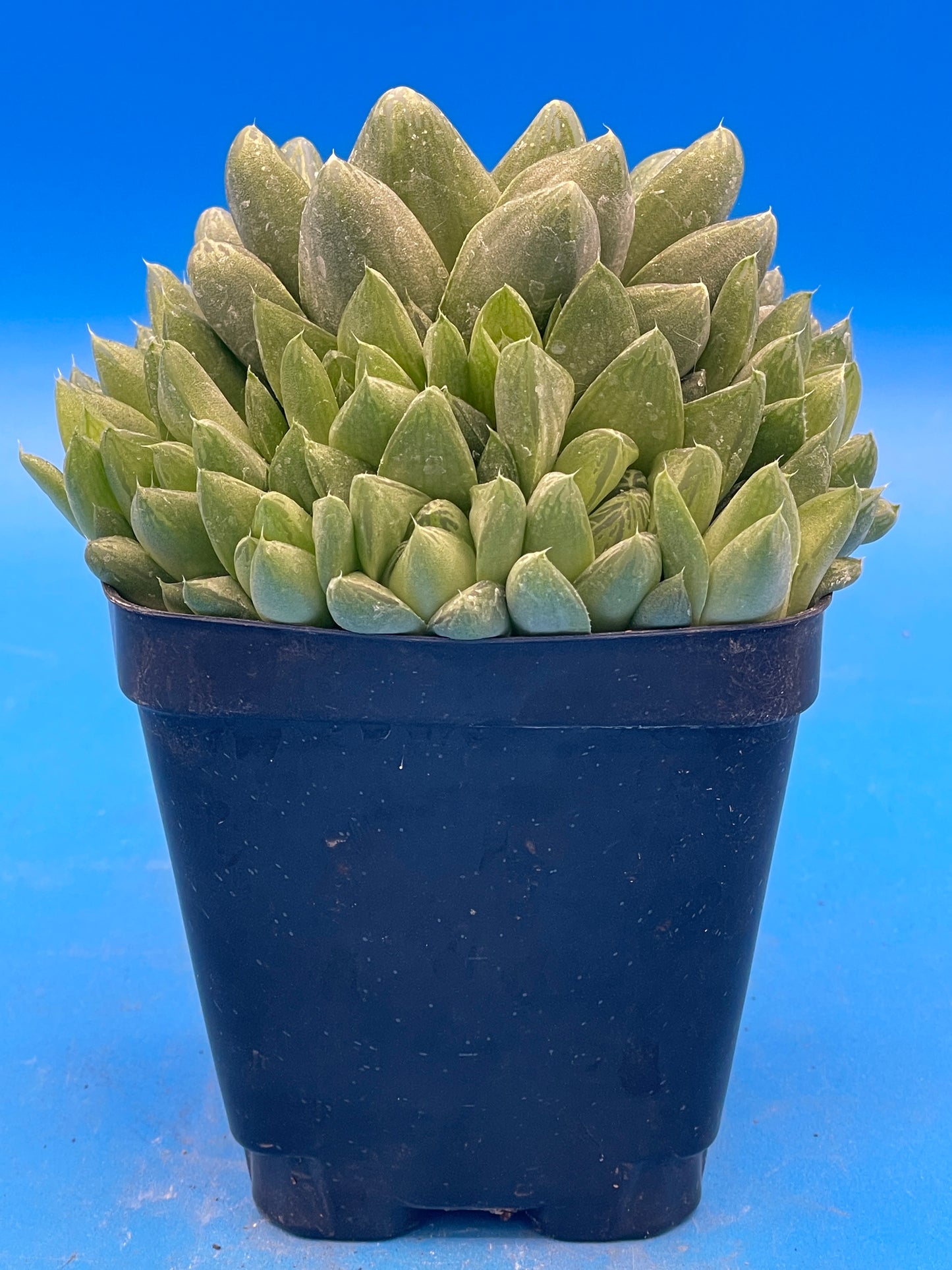 Haworthia Cymbiformis - Cathedral Window Haworthia - Shown in 3.5” pot - No Shipping To California Or Arizona!