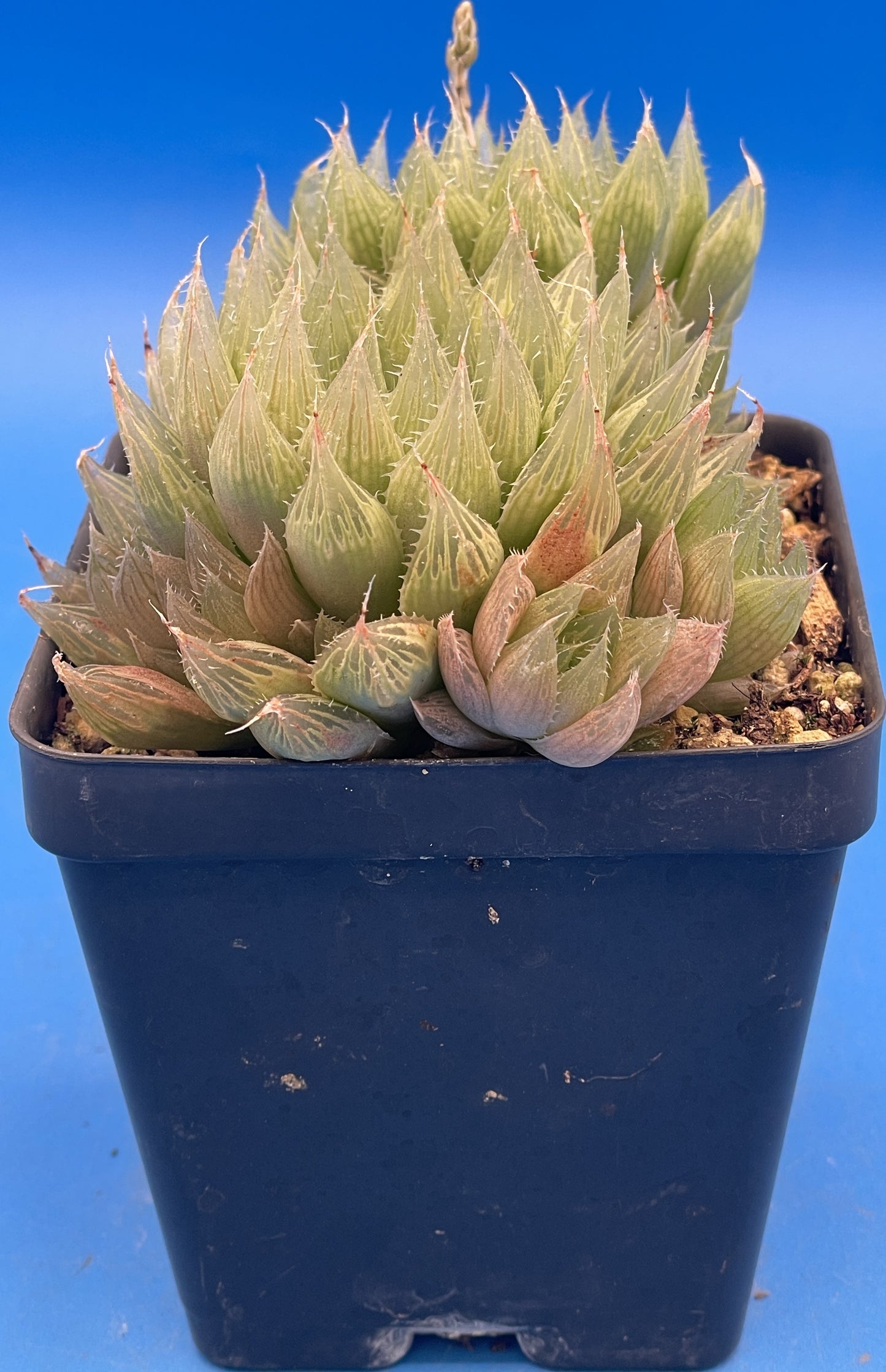 Haworthia Cooperi var Cooperi - Haworthia Vittata - 3.5” Pot ! - No Shipping To California Or Arizona!