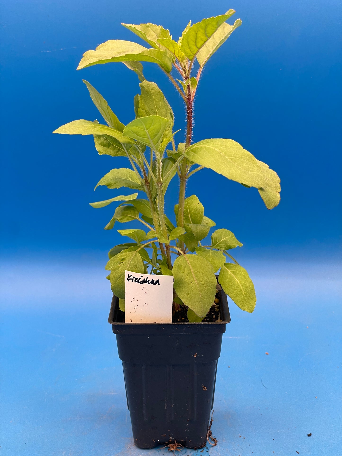 Tulsi, Krishna - Live Plant 3" Starter Pot - Holy Basil - Ocimum Sanctum